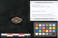 Foto (Objekt + Etikett) von Phymatocaryon mackayi F.V. Mueller (NHMW-GEO-2024-0188-10460)